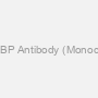 Anti-TBP Antibody (Monoclonal)